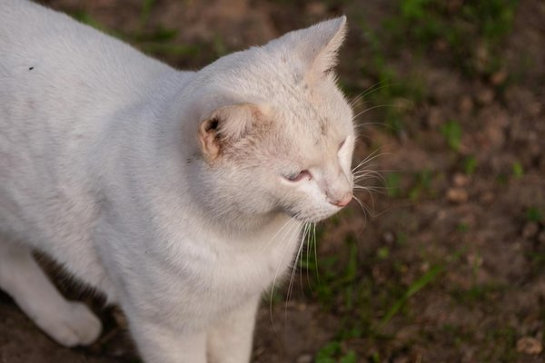 Natürliche Wege zur Steigerung der Fruchtbarkeit: Die wichtigsten Vitamine und Mineralstoffe für Ihre Gesundheit entdecken